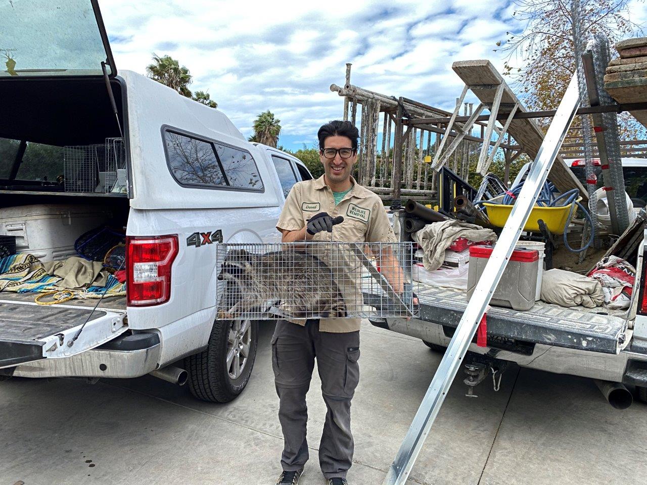 The Villages raccoon trapping